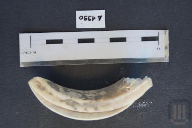 Τμήμα ψελλίου