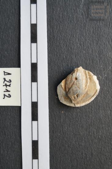 Part of a lid of a pyxidion