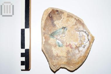 Τμήμα κούπας