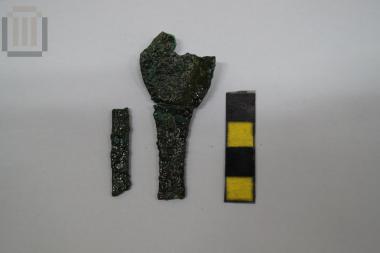 Τμήμα στλεγγίδας