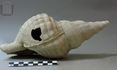 Charonia tritonis variegata