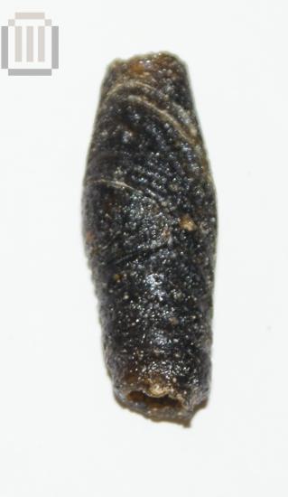 Glass biconical bead