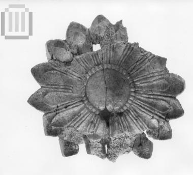 Ελεφάντινος ρόδακας