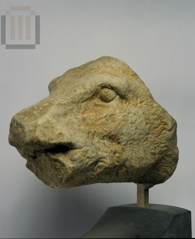 Head of   the caledonian boar statue, from the temple of Alea Athena.