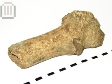 Στειλεός εργαλείου από κέρατο ελαφιού