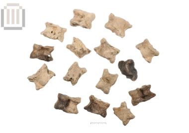 Group of fifteen astragali from Dymokastro
