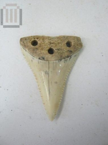 Shark tooth