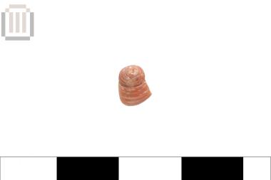 Shell of homalopoma type (bead)