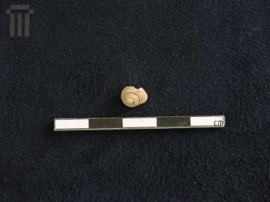 Homalopoma type shell (bead)