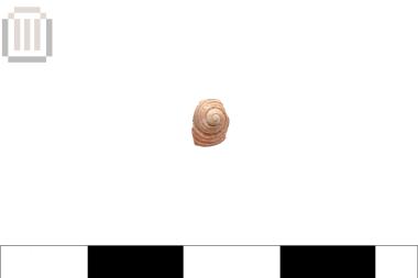 Homalopoma type shell (bead)