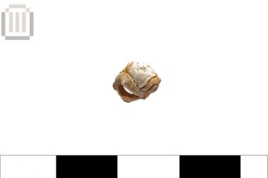 Theodoxus type shell (bead)