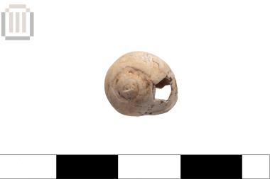 Cyclope shell (bead)