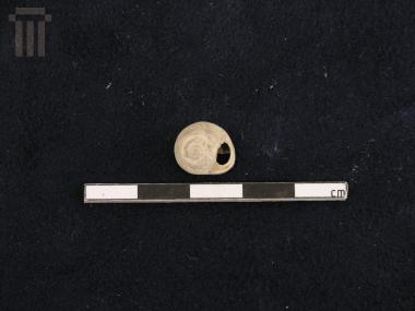 Cyclope shell (bead)