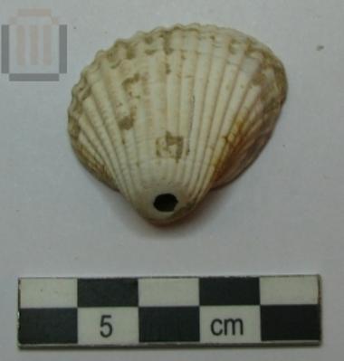 Shell with a suspension hole