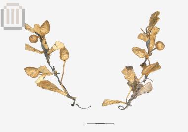 Επιχρυσωμένο στεφάνι από το Προδρόμι