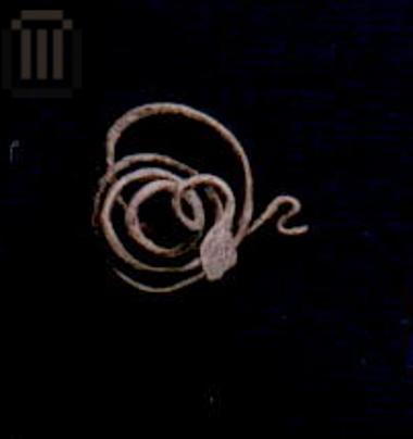 Αργυρό φίδι