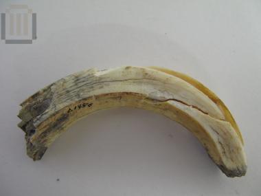 Boar tusk