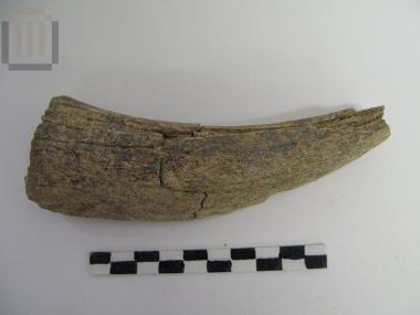 Wild goat core horn
