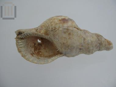 Θαλάσσιο όστρεο (triton dolium)