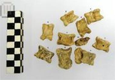 Οστέινος αστράγαλος