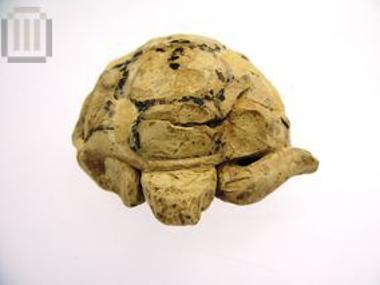 Clay turtle figurine