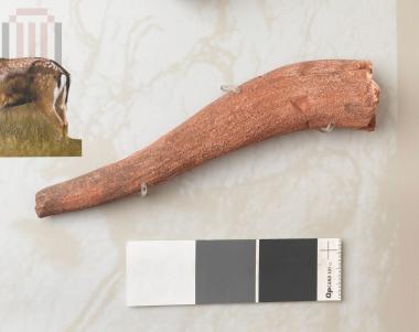 Κεράτινο εργαλείο εξόρυξης