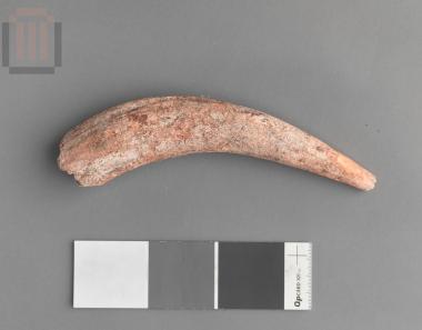 Κεράτινο εργαλείο εξόρυξης