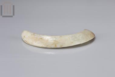 Tusk