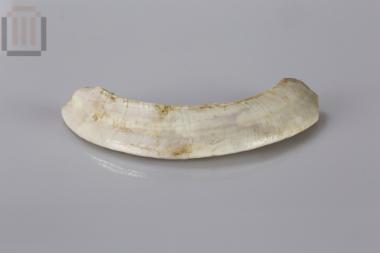Tusk fragment