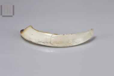 Tusk