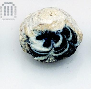 Conulus