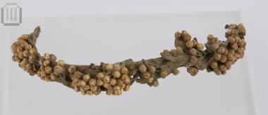 Gilded wreath of myrtle