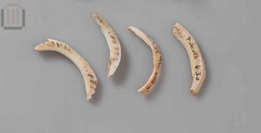 Τμήμα οστρέινου δακτυλίου (