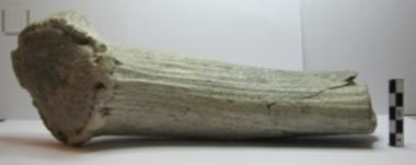 Fossilised animal bone