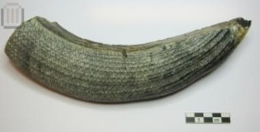 Fossilised animal horn