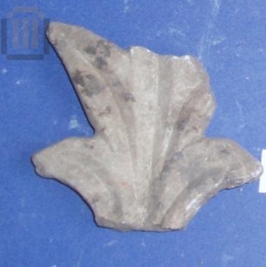 Fragment of column transverse