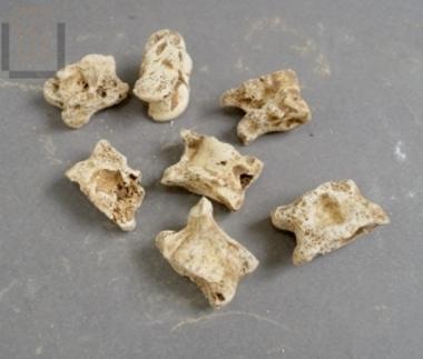 Επτά αστράγαλοι