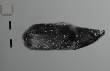 Μονόμυξος λύχνος