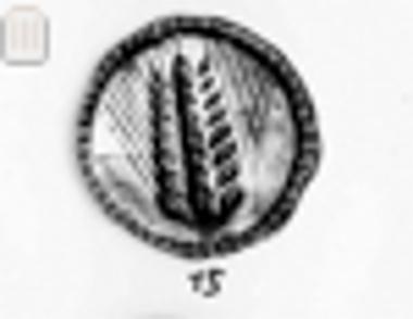 Coin of Metapontion