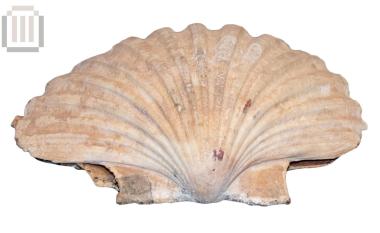 Θαλάσσιο όστρεο