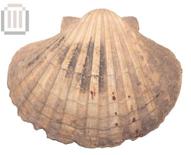 Θαλάσσιο όστρεο