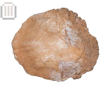 Θαλάσσιο όστρεο