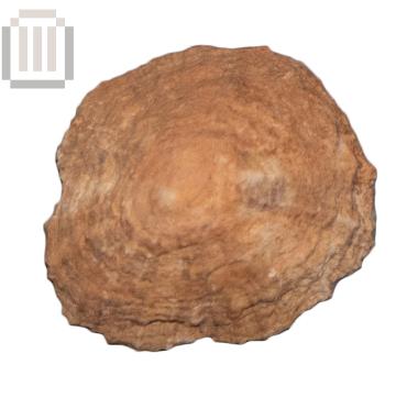 Θαλάσσιο όστρεο