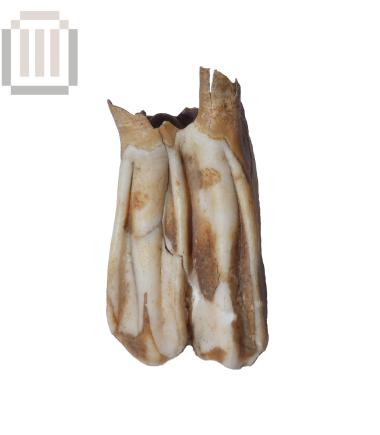 Άνω γομφίος βοοειδούς από τη Βίτσα