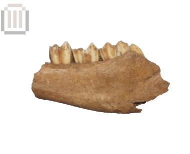 Κάτω γνάθος αιγοπροβάτου από τη Βίτσα