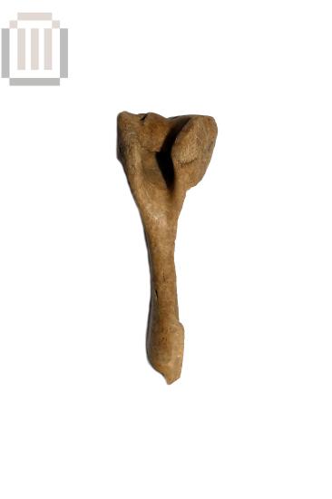 Βραχίονας αιγοπροβάτου από τη Βίτσα