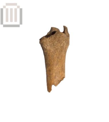 Κνήμη αιγοπροβάτου από τη Βίτσα