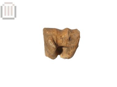 Βραχίονας αιγοπροβάτου από τη Βίτσα