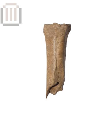 Μετακάρπιο αιγοπροβάτου από τη Βίτσα