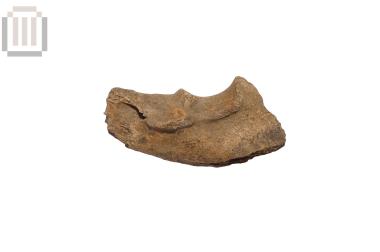 Ωλένη αιγοπροβάτου από τη Βίτσα